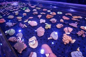 Cairns : billet d'entrée à l'aquarium et visite de la conservation du corail
