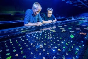 Cairns : billet d'entrée à l'aquarium et visite de la conservation du corail