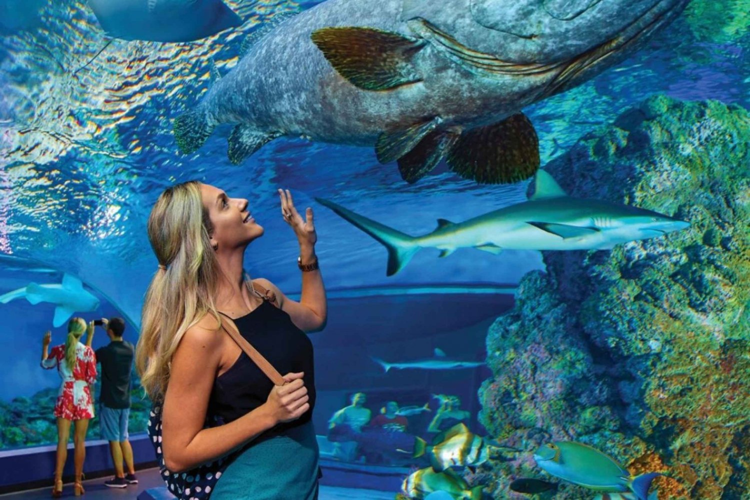 Visit-the-Cairns-Aquarium