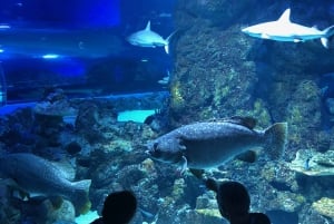 Cairnsin akvaarion yleinen pääsylipun