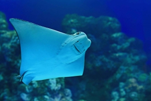 Cairns: Aquarium Reef Tank Diving Experience