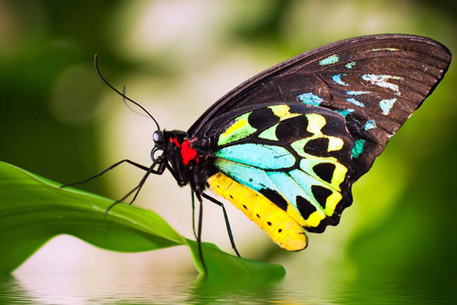 Butterfly-Rainforest-at-the-Australian-Butterfly-Sanctuary