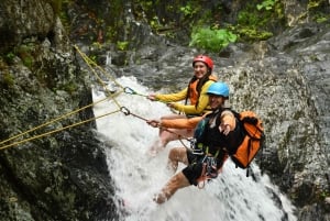 Cairns: Waterfalls Rainforest Experience