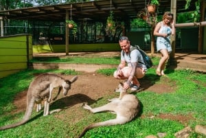 Cairns: Lo Mejor de la Selva Tropical de Kuranda Tour de día completo y almuerzo