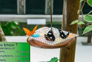 Cairns: Lo Mejor de la Selva Tropical de Kuranda Tour de día completo y almuerzo