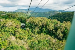 Cairns: Lo Mejor de la Selva Tropical de Kuranda Tour de día completo y almuerzo