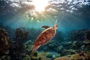 Cairns: All-inclusive-Ausflug zum Riff mit Tauchgang zum besten Preis