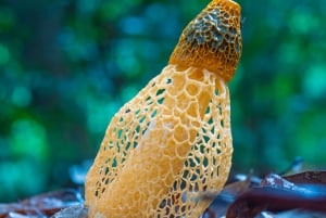 Ogrody botaniczne w Cairns: Wycieczka fotograficzna po grzybach