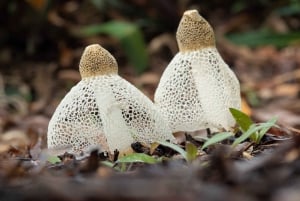 Ботанический сад Кэрнса: тур по фотографии грибов