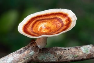 Jardins botaniques de Cairns : Visite photographique des champignons