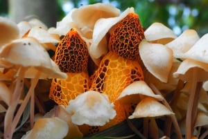 Cairnsin kasvitieteellinen puutarha: Cairns Gardens: Mushroom Photography Tour