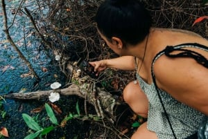 Jardim Botânico de Cairns: Tour fotográfico de cogumelos