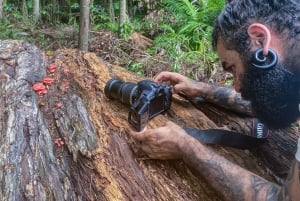 Cairns Botanic Gardens: Mushroom Photography Tour