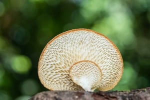 Ботанический сад Кэрнса: тур по фотографии грибов