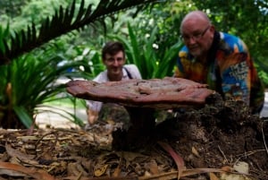 Ogrody botaniczne w Cairns: Wycieczka fotograficzna po grzybach