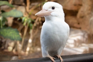 Cairns: Cairns ZOOM and Wildlife Dome