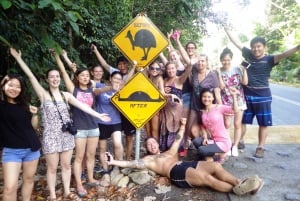 Cairns: Cape Tribulation, strender, Crocs og svømmedagstur