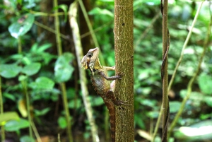 Кэрнс: премиум-тур к мысу Трибулейшн и в тропический лес Дейнтри