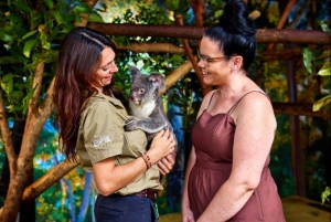 Cairns City: Cairns Koala & Creatures + City Sights Tour