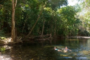 Daintree & Cape Tribulation Guided 4WD Tour