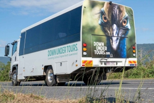 Cairns : Excursion d'une journée dans la forêt tropicale de Daintree et à Cape Tribulation