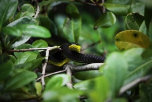 Cairns: Daintree Rainforest Wildlife Experience Cruise