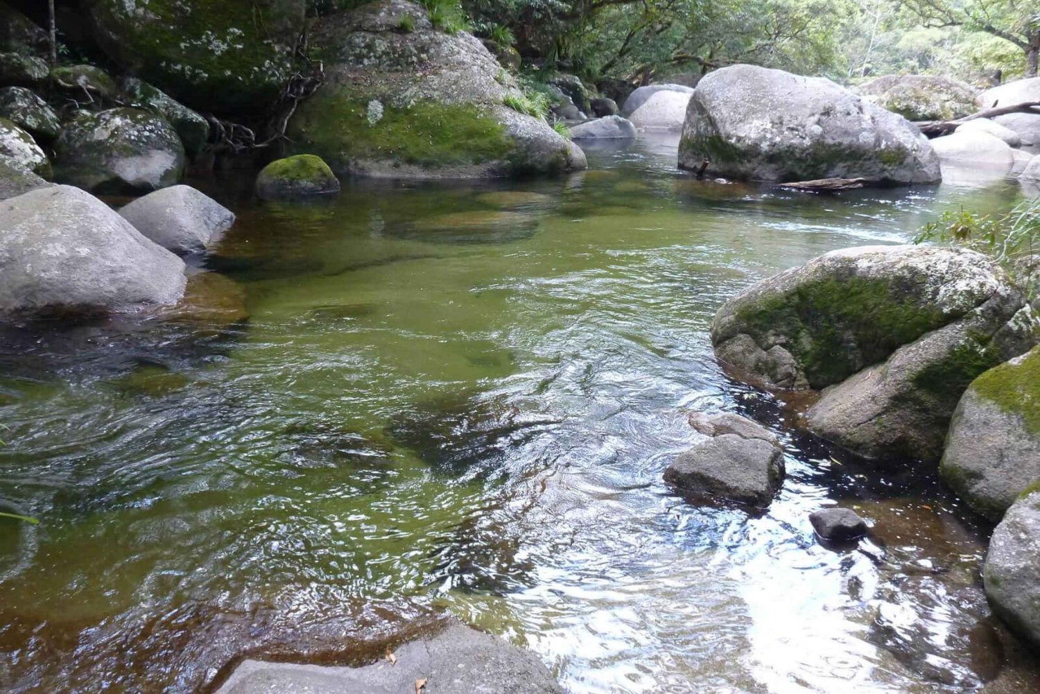 Cairns: Daintree River Cruise og Mossman Gorge