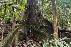 Cairns: Daintree River Cruise and Mossman Gorge