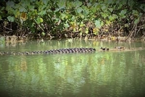 Cairns: Daintree River Cruise and Mossman Gorge