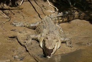 Cairns: Daintree River Cruise and Mossman Gorge