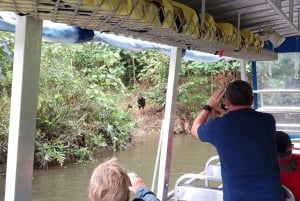 Cairns: Daintree River Cruise and Mossman Gorge