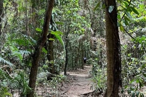 Cairns: Daintree River Cruise and Mossman Gorge