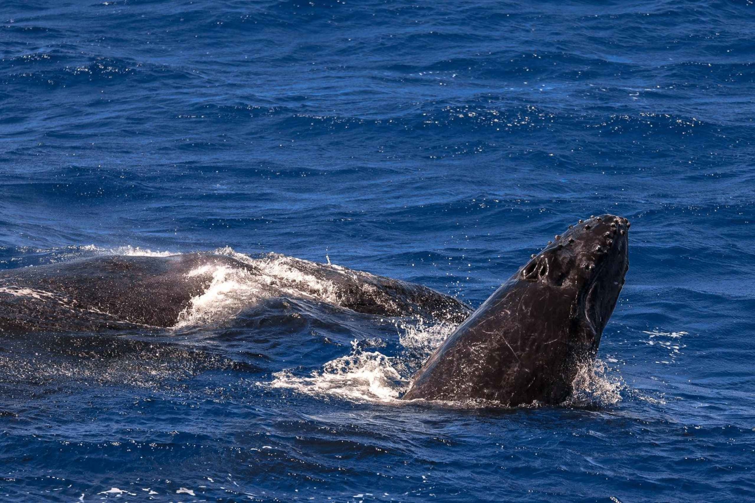 Cairns: Ilha Fitzroy e excursão para observação de baleias jubarte