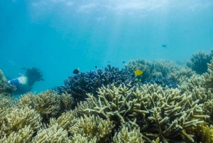 Cairns: Fitzroy Island-ferge, lunsjbuffé og snorkling