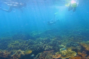 Cairns: Fitzroy Island halve dag met optionele extra's
