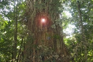 Cairns: Aventura guiada de medio día en 4x4 por el bosque y las cataratas