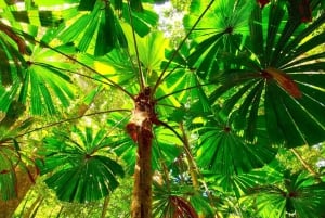 Cairns: Foresta e cascate: avventura guidata di mezza giornata in fuoristrada