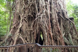 Cairns: Forest and Waterfalls Half-Day 4WD Guided Adventure