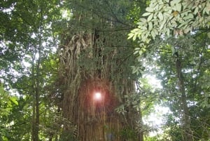 Cairns: Forest and Waterfalls Half-Day 4WD Guided Adventure