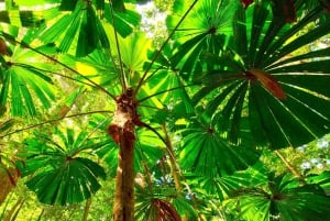 Cairns: Forest and Waterfalls Half-Day 4WD Guided Adventure