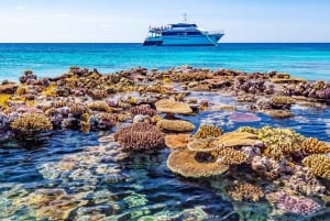 Cairns: Groot Barrièrerif 5 Daagse Cursus Leren Duiken