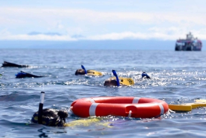 Cairns: Snorkeling de meio dia com tudo incluído na Grande Barreira de Corais