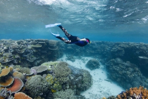 Cairns: Snorkeling de meio dia com tudo incluído na Grande Barreira de Corais