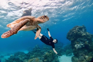 Cairns: Snorkeling de meio dia com tudo incluído na Grande Barreira de Corais
