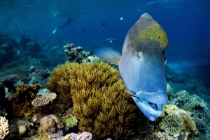 Cairns: Snorkeling de meio dia com tudo incluído na Grande Barreira de Corais