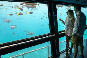 Cairns: Great Barrier Reef Pontoon - Forkælelsespakke