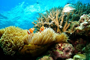 Cairns: Great Barrier Reef Pontoon - Forkælelsespakke