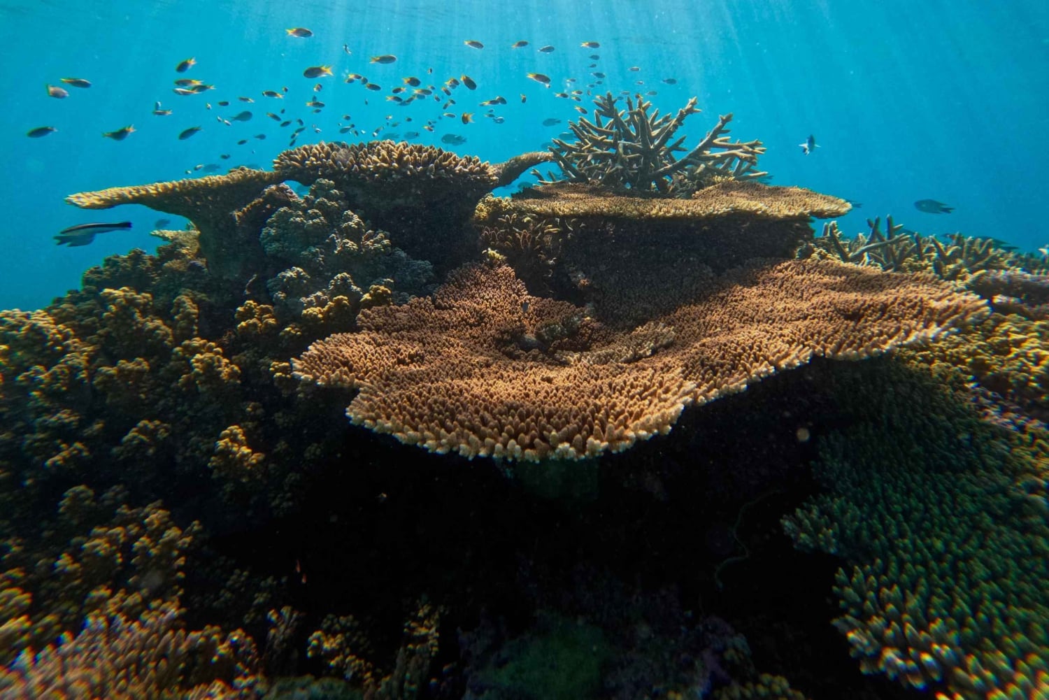 Cairns: Snorklingstur i liten grupp till Stora barriärrevet
