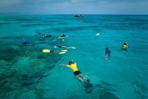 Cairns: Snorklingstur i liten grupp till Stora barriärrevet