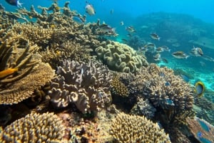 Cairns: Snorklingstur i liten grupp till Stora barriärrevet